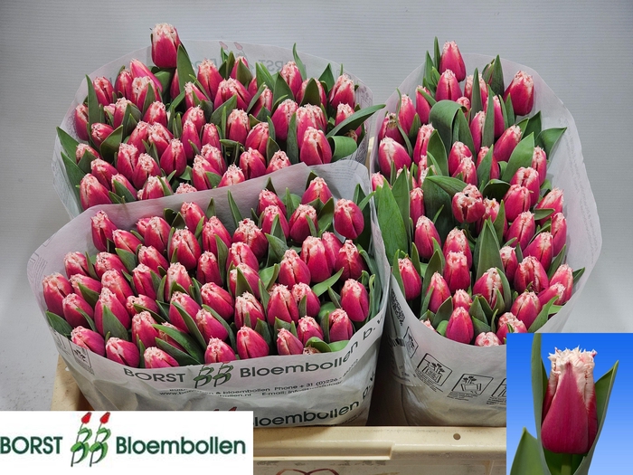 <h4>TU FR SAN LEANDRO</h4>