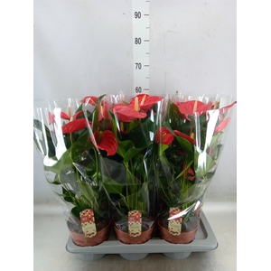 Anthurium andr. 'Felicita'
