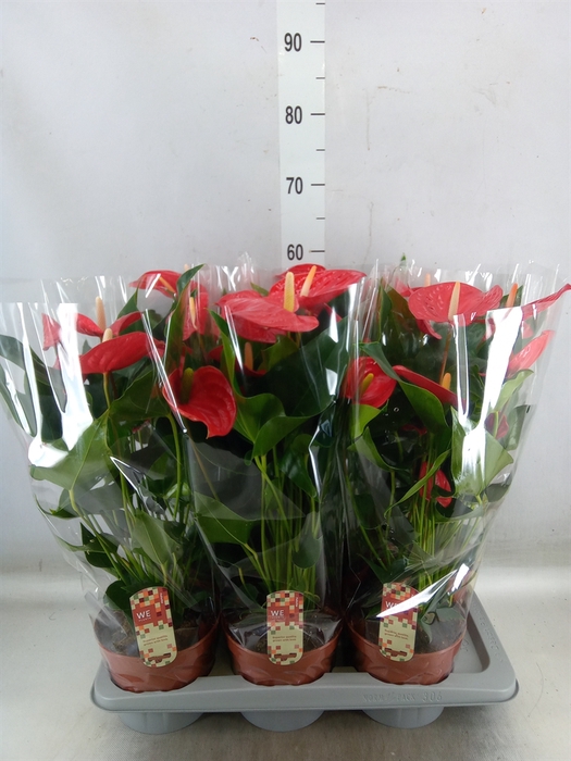 <h4>Anthurium andr. 'Felicita'</h4>