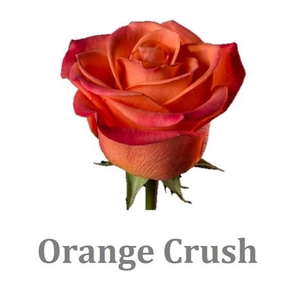 R Gr Orange Crush Ec