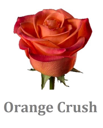 <h4>R Gr Orange Crush Ec</h4>
