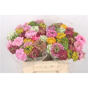 Ran Pon-pon Mixed In Bunch