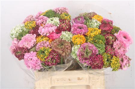 <h4>Ran Pon-pon Mixed In Bunch</h4>