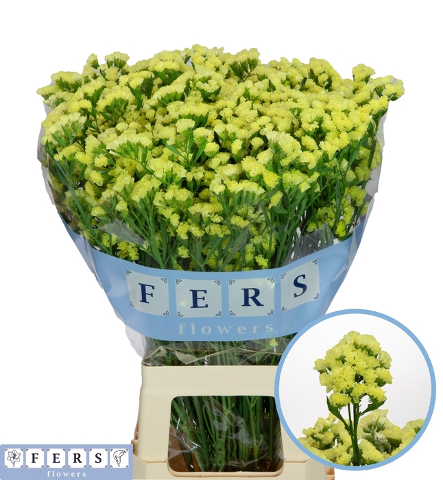 <h4>LIM S GLOSSY WINGS</h4>