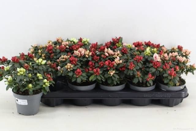 <h4>RHODO OV</h4>