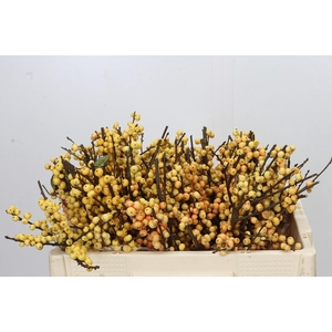Ilex Citronella