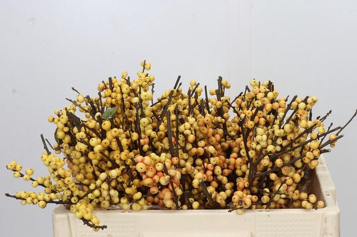 <h4>Ilex Citronella</h4>