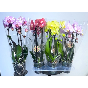 PHAL EL CASCADE