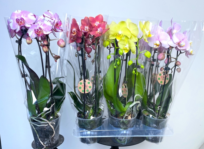 <h4>PHAL EL CASCADE</h4>