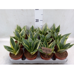 Sansevieria trifa. 'Golden Hahnii'