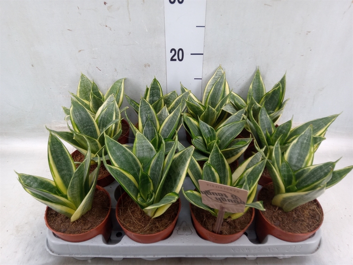 <h4>Sansevieria trifa. 'Golden Hahnii'</h4>