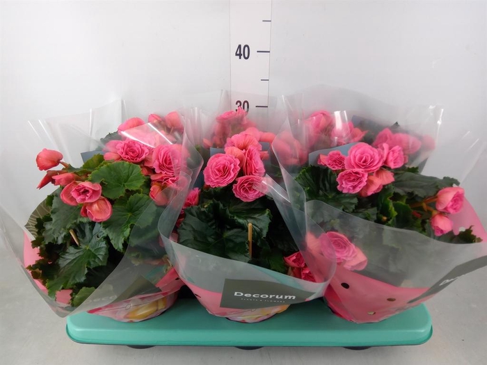 <h4>Begonia elat. DU 'Berseba'</h4>