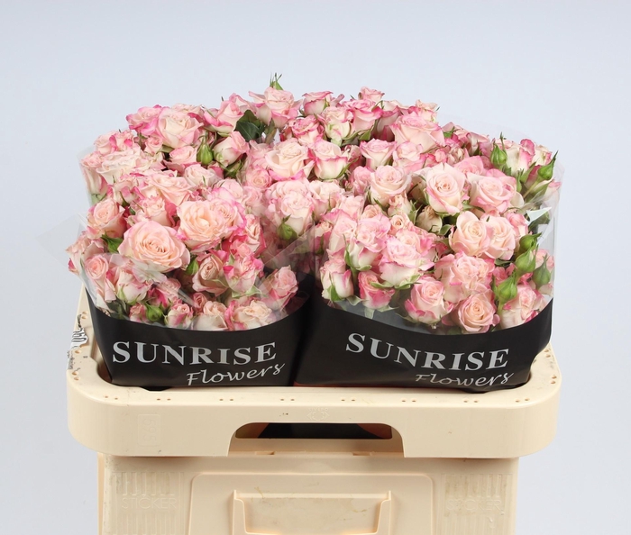 <h4>R TR REFLEX</h4>