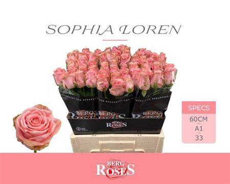 <h4>R Gr Sophia Loren</h4>