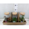 Arr.   Planten H%