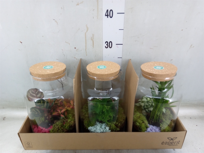 <h4>Arr.   Planten H%</h4>