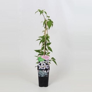 Clematis Montana Grandiflora