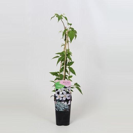<h4>Clematis Montana Grandiflora</h4>