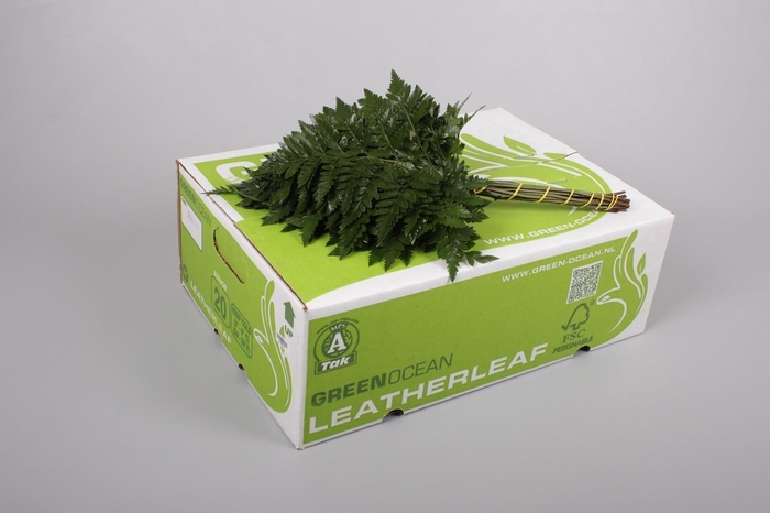 Leatherleaf Junior Green Ocean