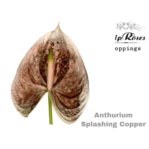 Ant A Splashing Copper