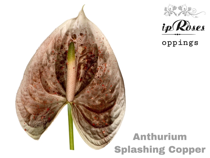 <h4>Ant A Splashing Copper</h4>