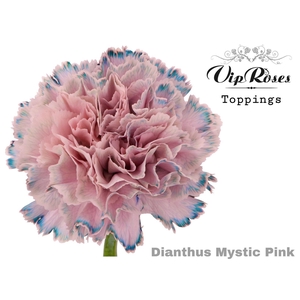 DIANTHUS ST DYED MYSTIC PINK
