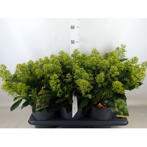 Skimmia jap. 'Finchy'