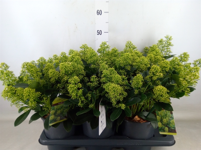 <h4>Skimmia jap. 'Finchy'</h4>