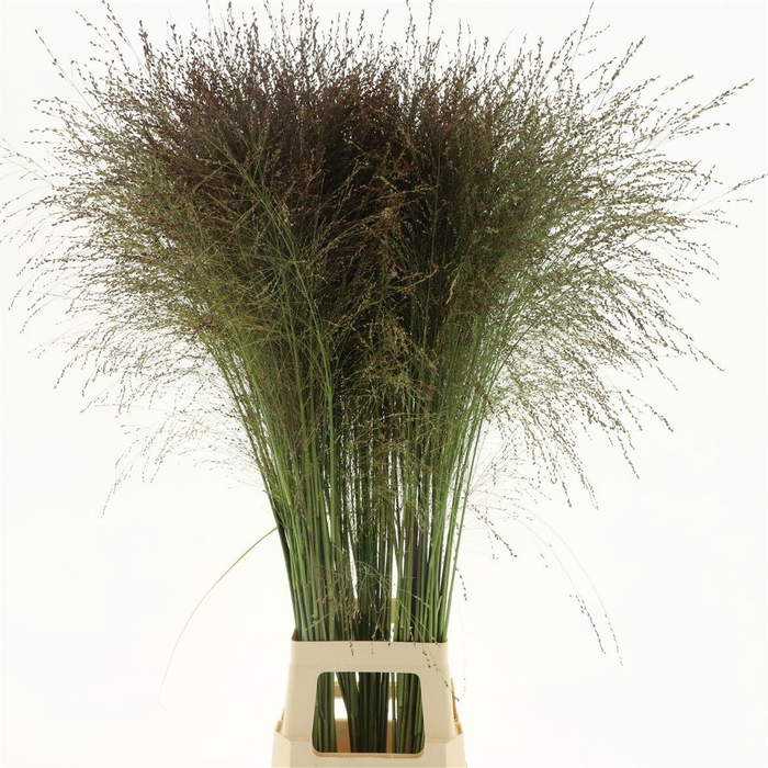 <h4>Panicum Sky Scraper</h4>