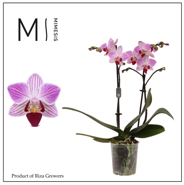 <h4>Phalaenopsis Lili 2 spike – 9cm | Mimesis</h4>