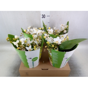 Phalaenopsis multi. 'Ant Nazare'