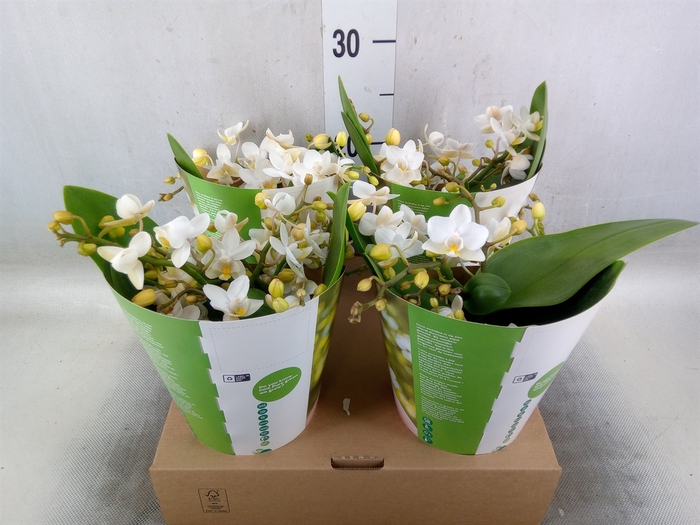 <h4>Phalaenopsis multi. 'Ant Nazare'</h4>
