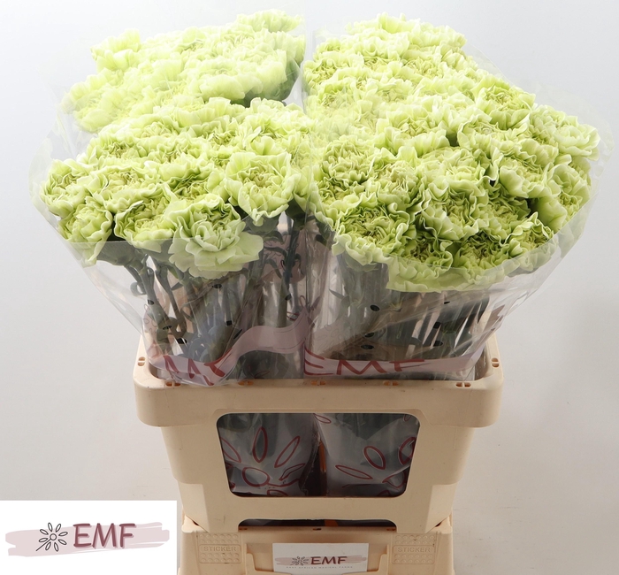 <h4>DI ST LEGE VERDE</h4>