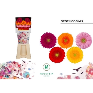 Germini Mix groen hart Diamond