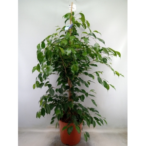 Ficus benja. 'Exotica'