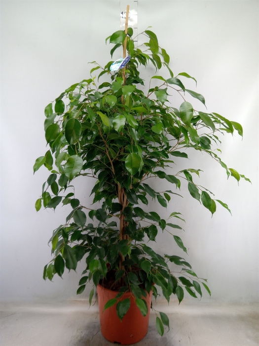 <h4>Ficus benja. 'Exotica'</h4>