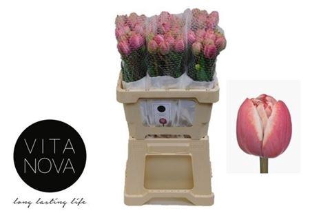 <h4>Tu Du Drumline</h4>