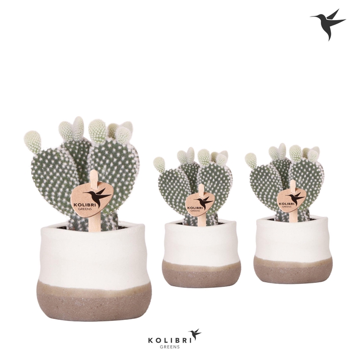 <h4>Kolibri Greens Opuntia white in Imperfect Bag pot</h4>