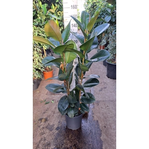 Ficus elastica 'Robusta'