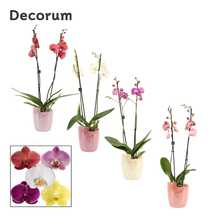 <h4>Phalaenopsis 2 tak 16+ mix in Joa (Special moods -collection)</h4>
