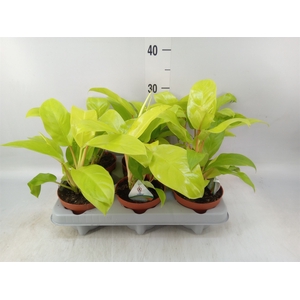 Philodendron  'Malay Gold'