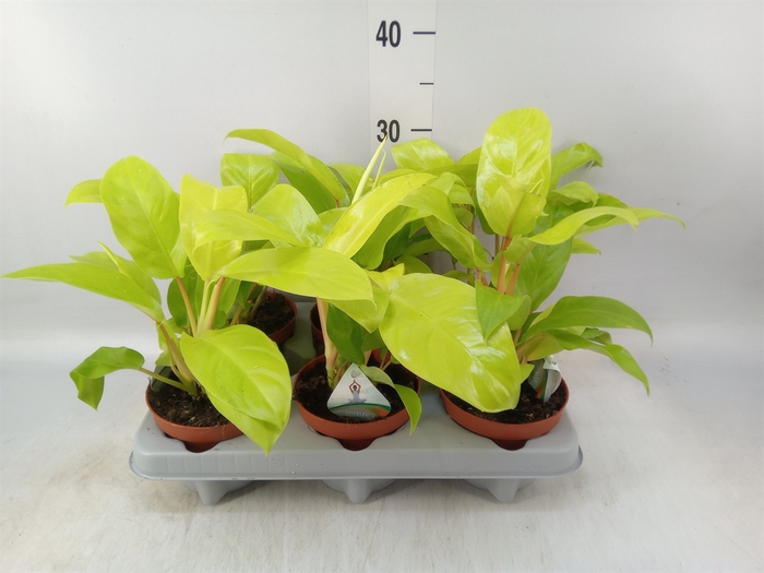 <h4>Philodendron  'Malay Gold'</h4>