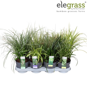 Grassen mix tray - Elegrass Hardy and Evergreen P14