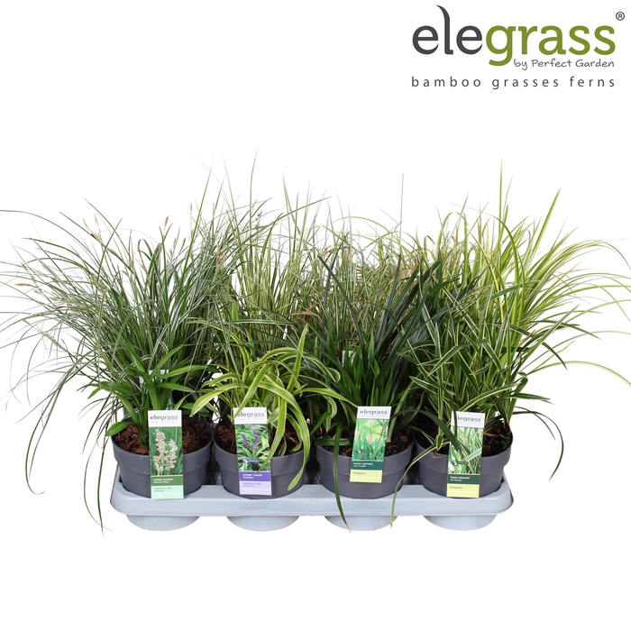 <h4>Grassen mix tray - Elegrass Hardy and Evergreen P14</h4>