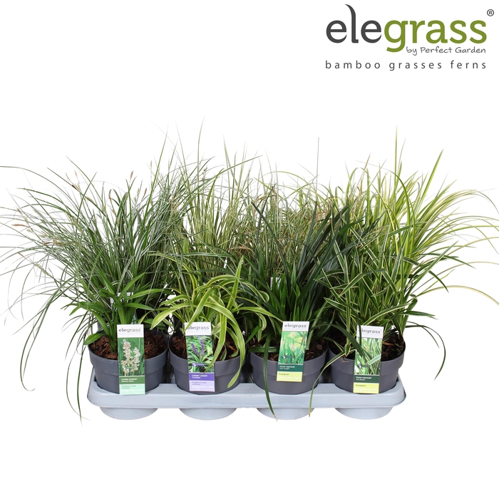 <h4>Grassen mix tray - Elegrass Hardy and Evergreen P14</h4>