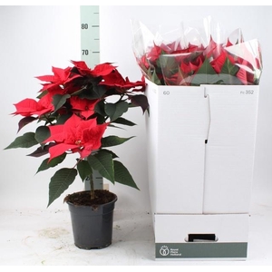 EUPHOR P GRAN ITALIA