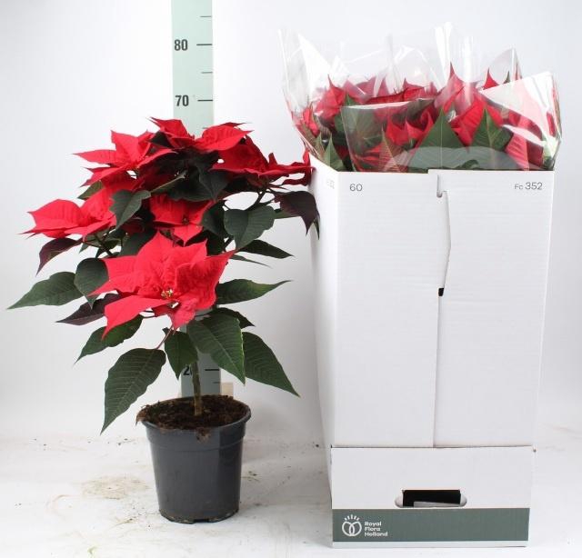 <h4>EUPHOR P GRAN ITALIA</h4>