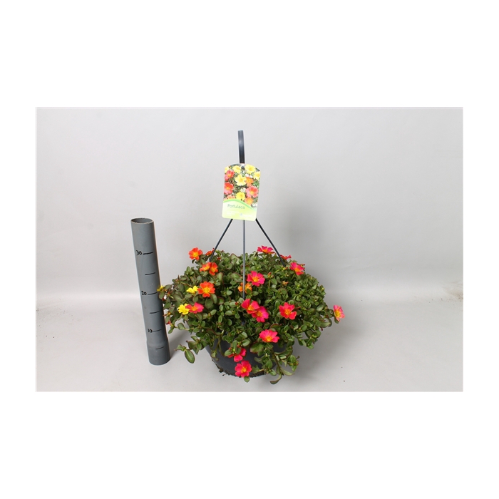 <h4>Hangpot Portulaca</h4>