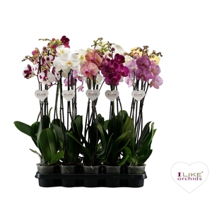 Phalaenopsis donkere mix - 2 tak 80cm