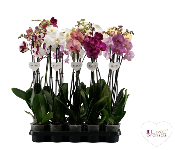 <h4>Phalaenopsis donkere mix - 2 tak 70cm</h4>